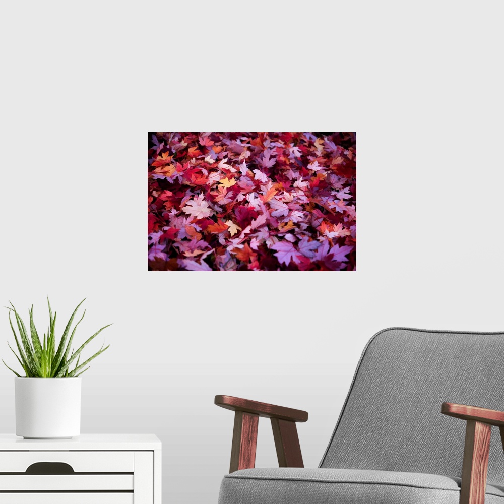 A modern room featuring Forest floor covered in purple and red leaves in the fall.