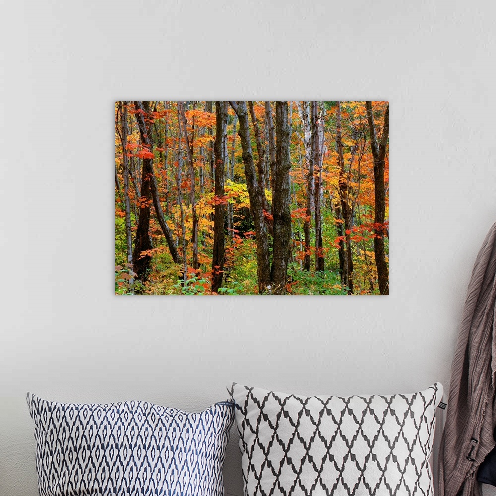 A bohemian room featuring Autumn colors in the Superior National Forest, Minnesota