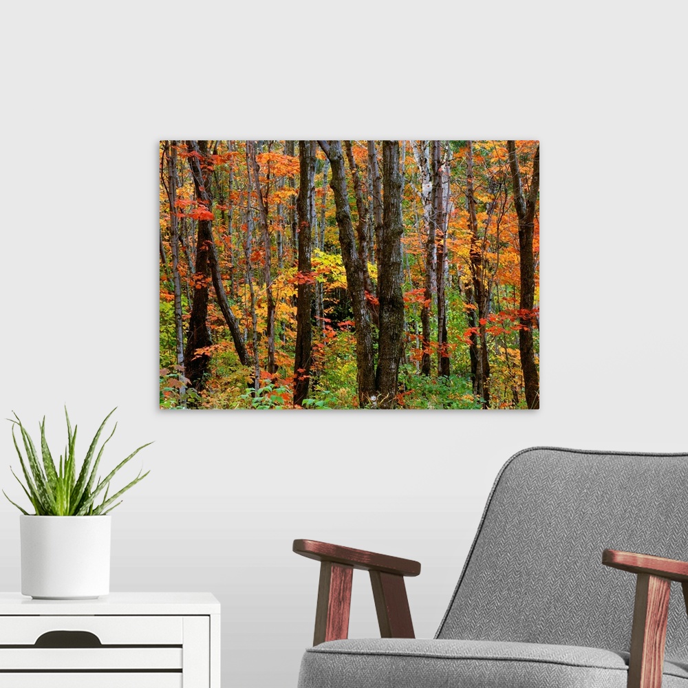 A modern room featuring Autumn colors in the Superior National Forest, Minnesota