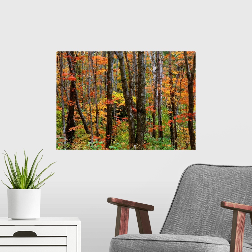 A modern room featuring Autumn colors in the Superior National Forest, Minnesota