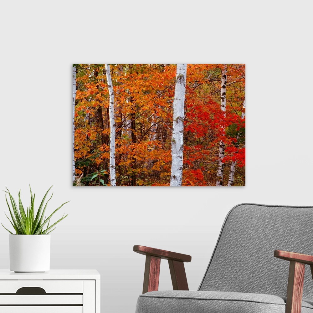 A modern room featuring A landscape photograph of birch trees in an autumn forest.