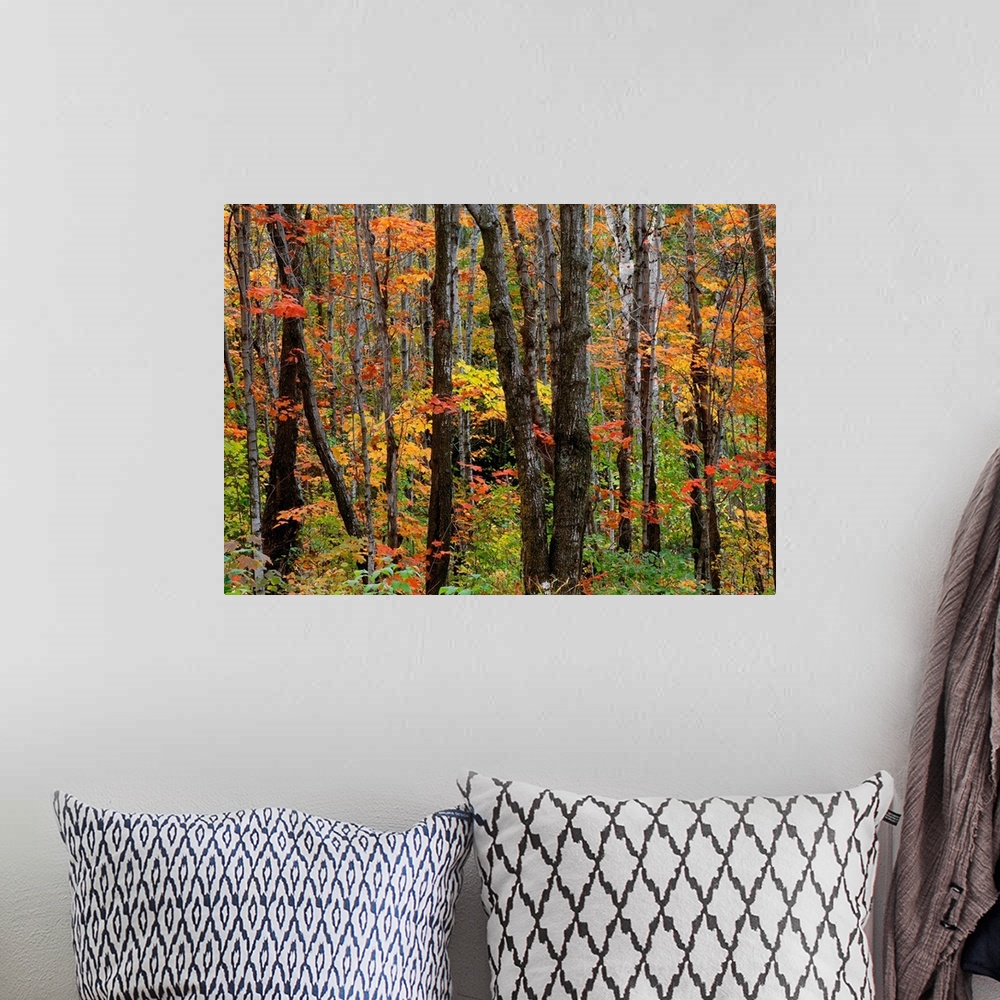 A bohemian room featuring Huge photograph displays the beautiful Fall colors of the leaves on the trees and surrounding veg...