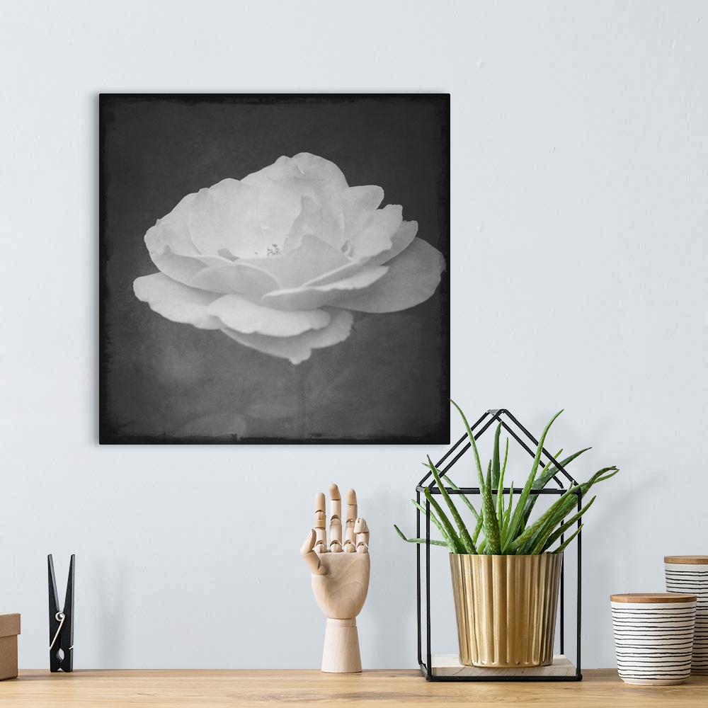 A bohemian room featuring Profile of a rose in black and white with a photo texture