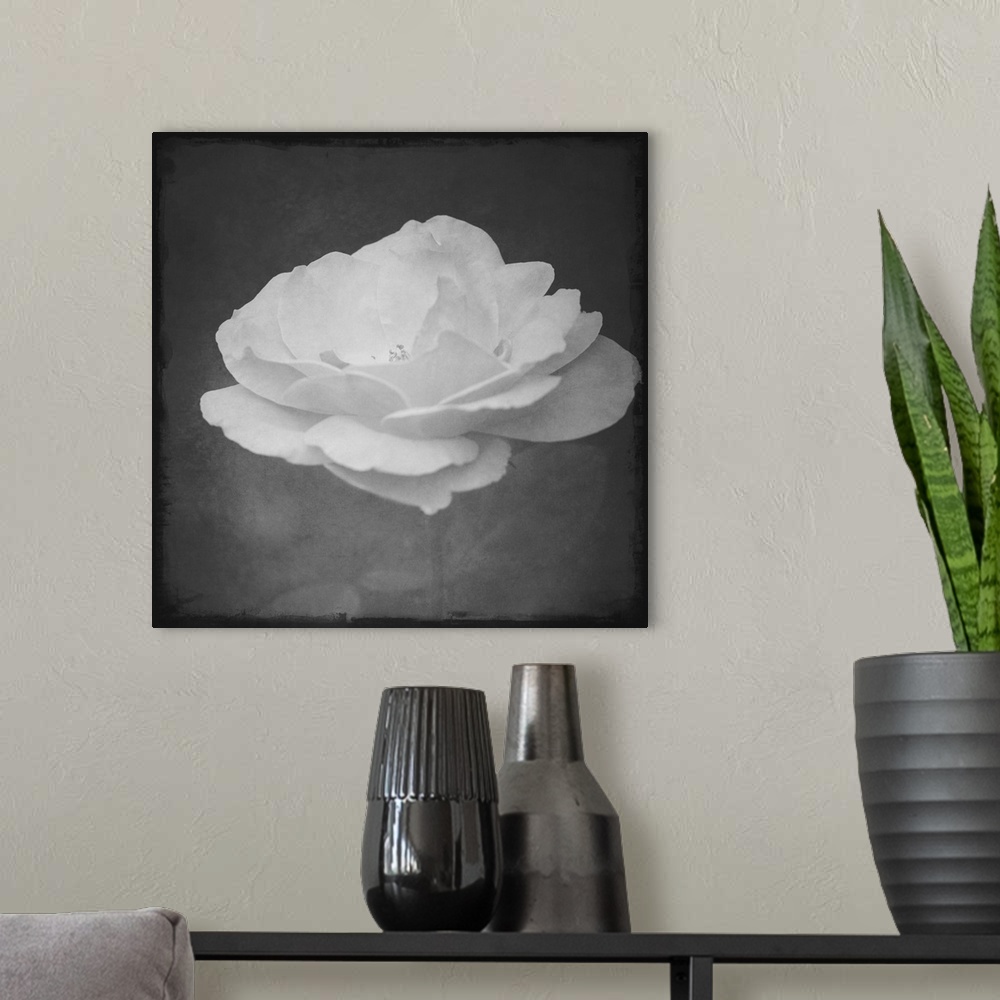 A modern room featuring Profile of a rose in black and white with a photo texture