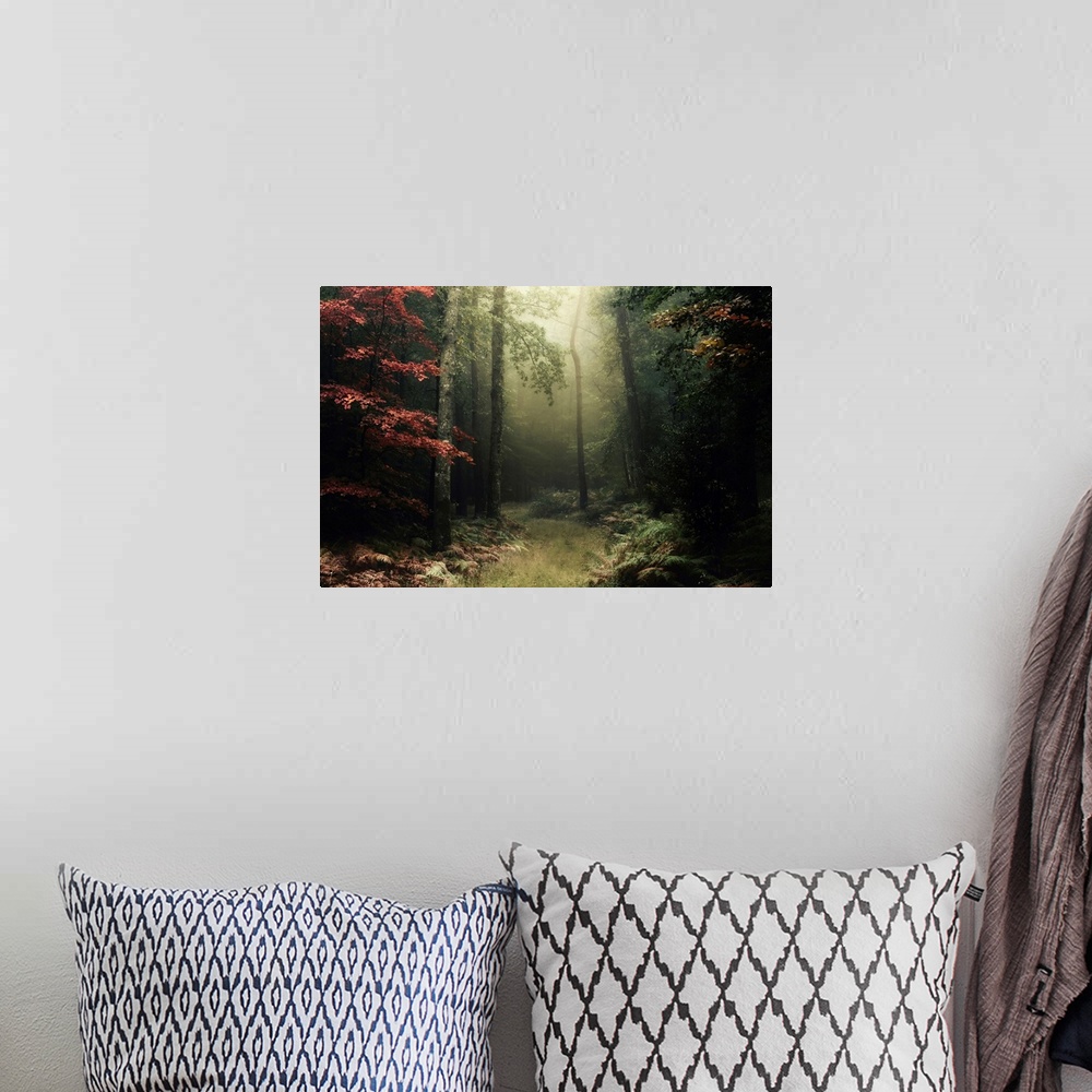 A bohemian room featuring Broceliande forest in France, view at fall during the foggy morning, red tree on the left, a litt...
