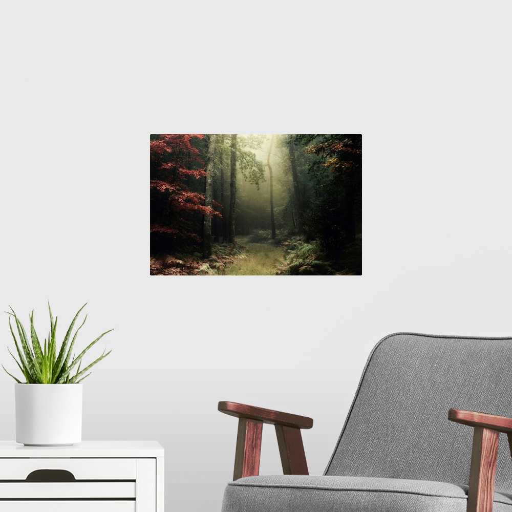 A modern room featuring Broceliande forest in France, view at fall during the foggy morning, red tree on the left, a litt...
