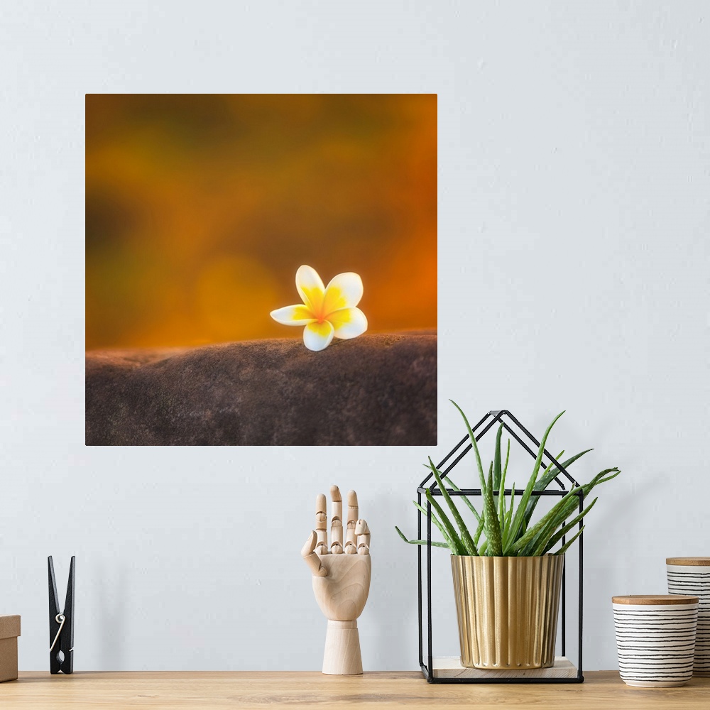 A bohemian room featuring Water lily flower with a bokeh effect