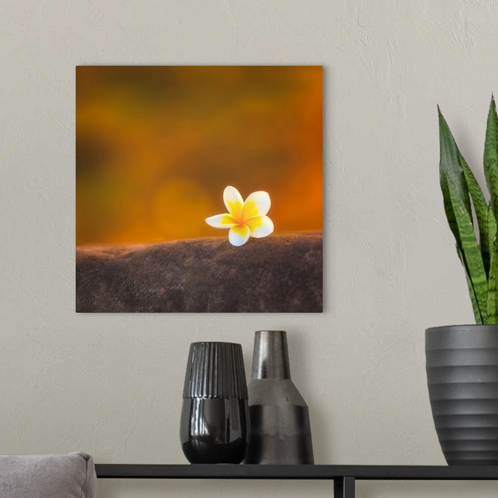 A modern room featuring Water lily flower with a bokeh effect