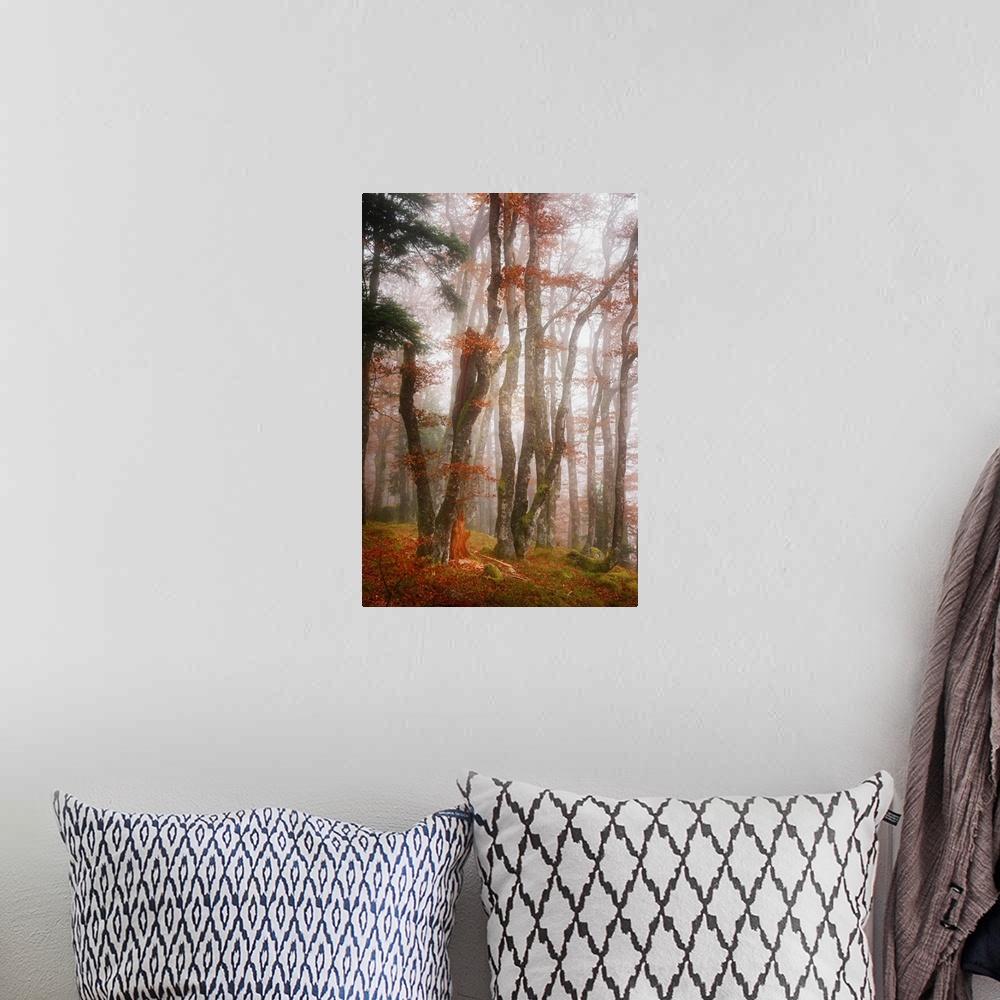 A bohemian room featuring White light in a misty forest with orange leaves in the fall.