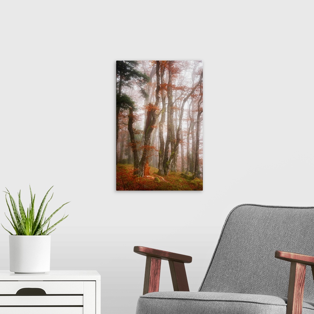 A modern room featuring White light in a misty forest with orange leaves in the fall.