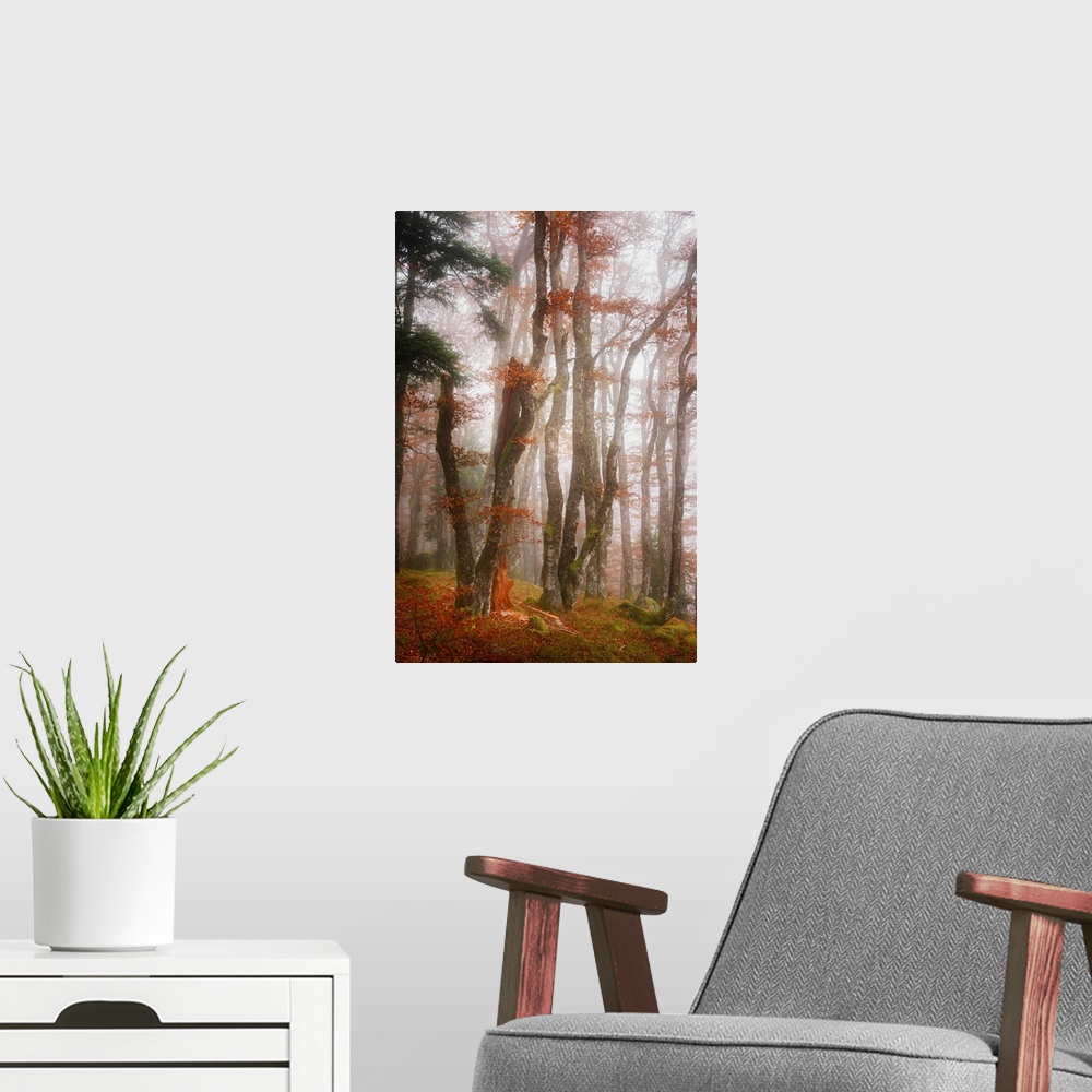 A modern room featuring White light in a misty forest with orange leaves in the fall.