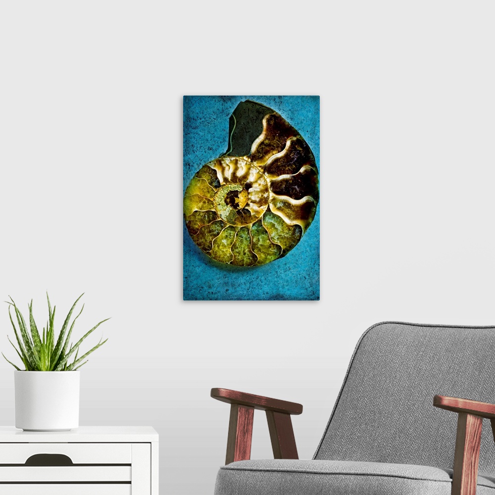 A modern room featuring Decorative wall art for the home, office, or beach house this vertical photograph of a nautiluses...