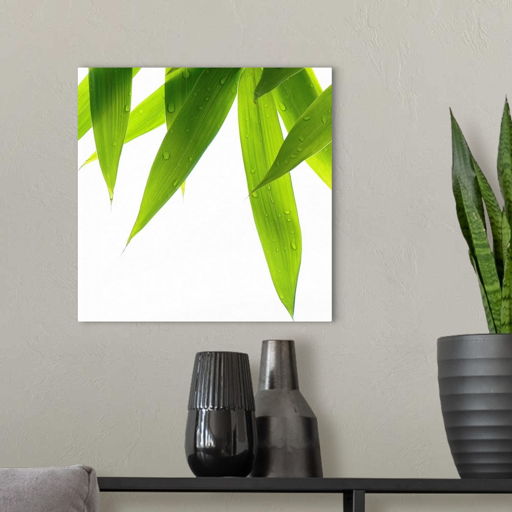 A modern room featuring Big canvas print of a close up of grass blades hanging downward on a blank background.