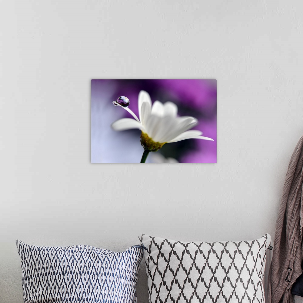 A bohemian room featuring A large droplet of water balancing on the edge of a white daisy petal.