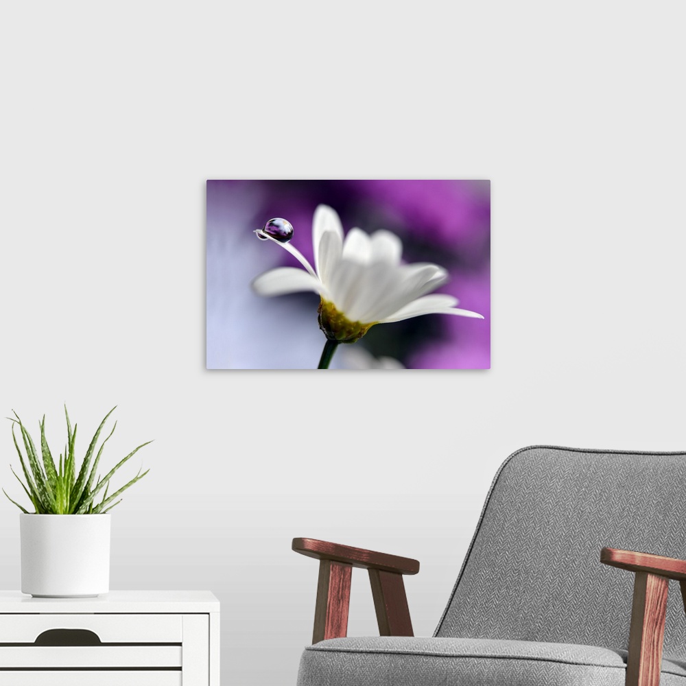 A modern room featuring A large droplet of water balancing on the edge of a white daisy petal.
