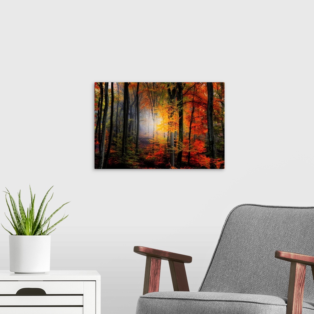 A modern room featuring Large photograph of a densely filled forest in Autumn full of trees displaying their brightly col...