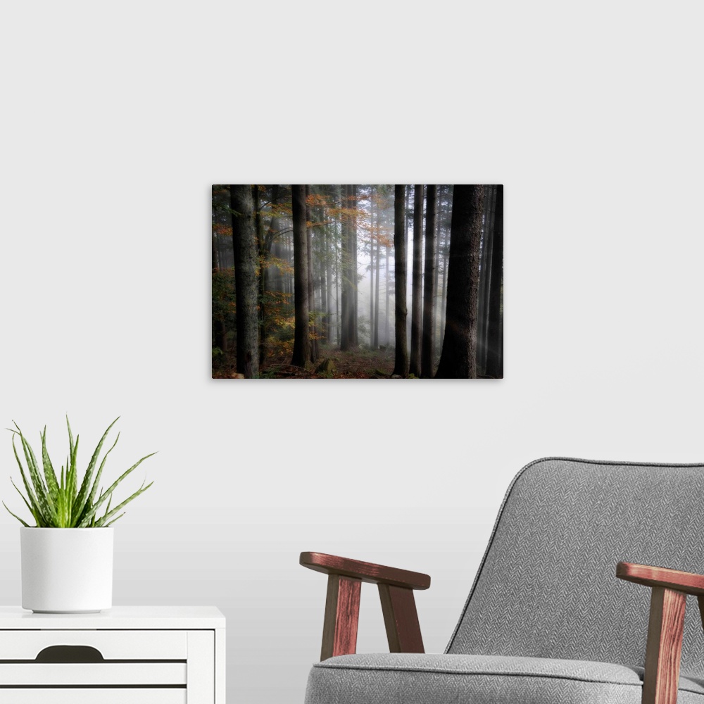 A modern room featuring Quiet, misty forest with leaves starting to turn in early autumn. Sunbeams radiate out from the c...