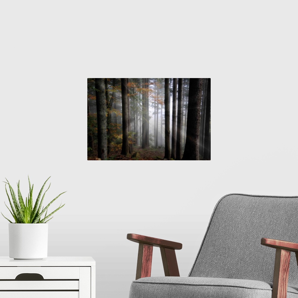 A modern room featuring Quiet, misty forest with leaves starting to turn in early autumn. Sunbeams radiate out from the c...