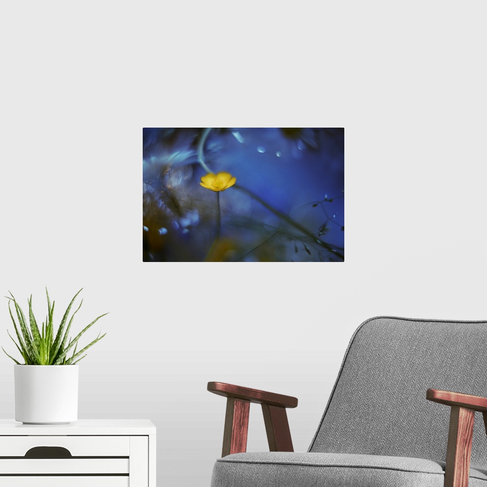 A modern room featuring A bright yellow flower standing out against a blue background.