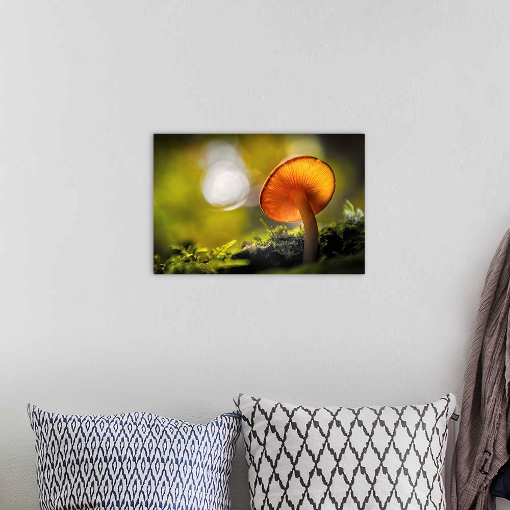 A bohemian room featuring Fine art photo of the underside of a mushroom growing in a forest with bokeh in the background.