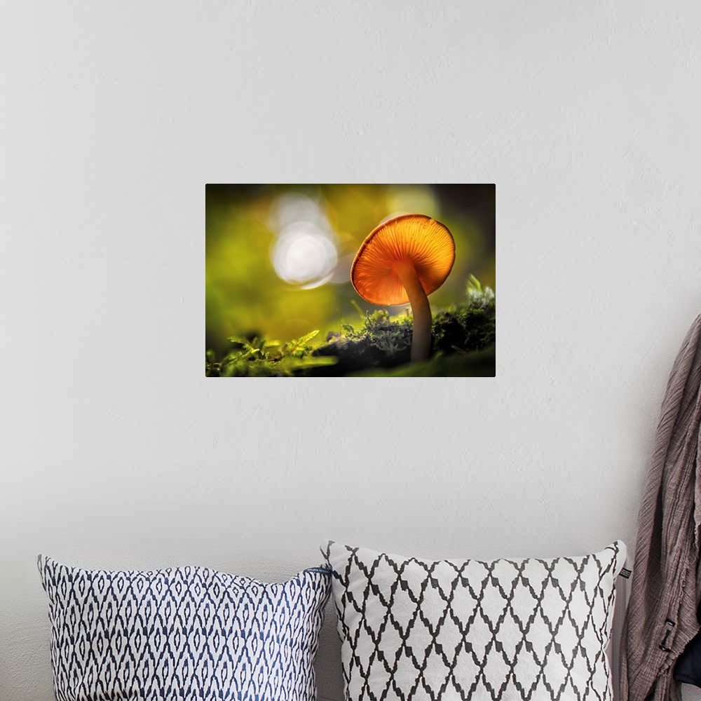 A bohemian room featuring Fine art photo of the underside of a mushroom growing in a forest with bokeh in the background.