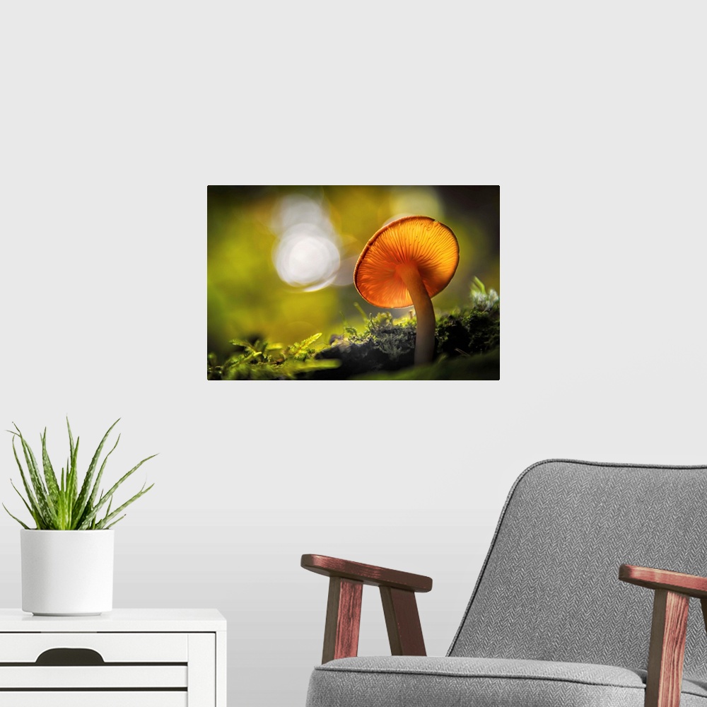 A modern room featuring Fine art photo of the underside of a mushroom growing in a forest with bokeh in the background.