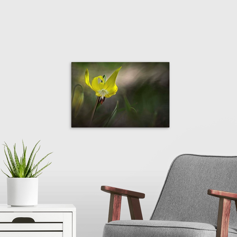 A modern room featuring Lilies II