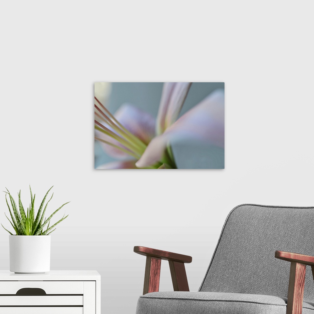 A modern room featuring Close up photo of the center of a pale pink lily.