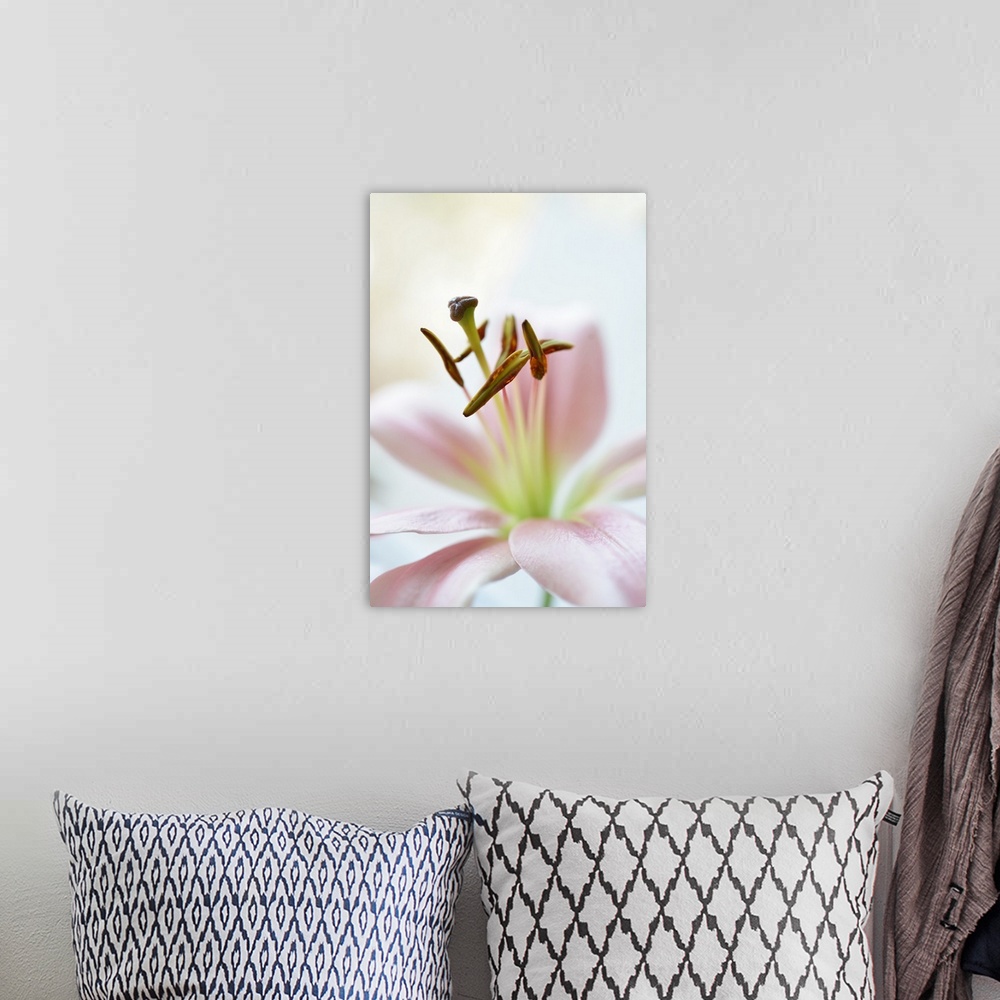 A bohemian room featuring The stamen and pistil of a lily standing out against the pale pink petals.