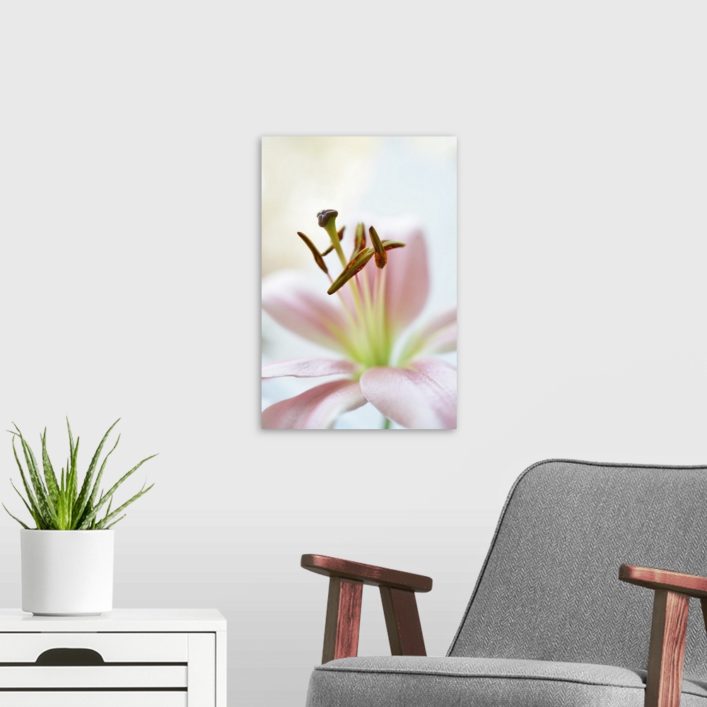 A modern room featuring The stamen and pistil of a lily standing out against the pale pink petals.