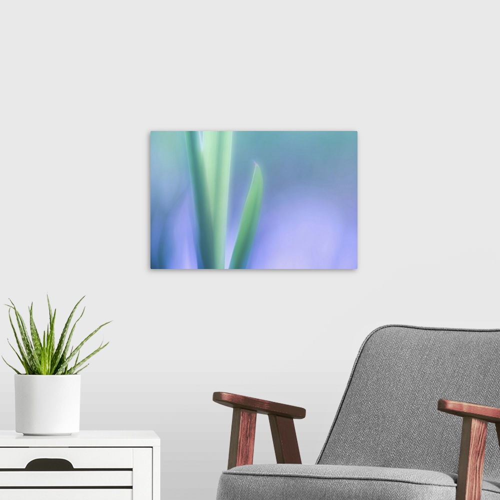A modern room featuring Part of series of nature closeups, pastel green leaves of a lily plant.