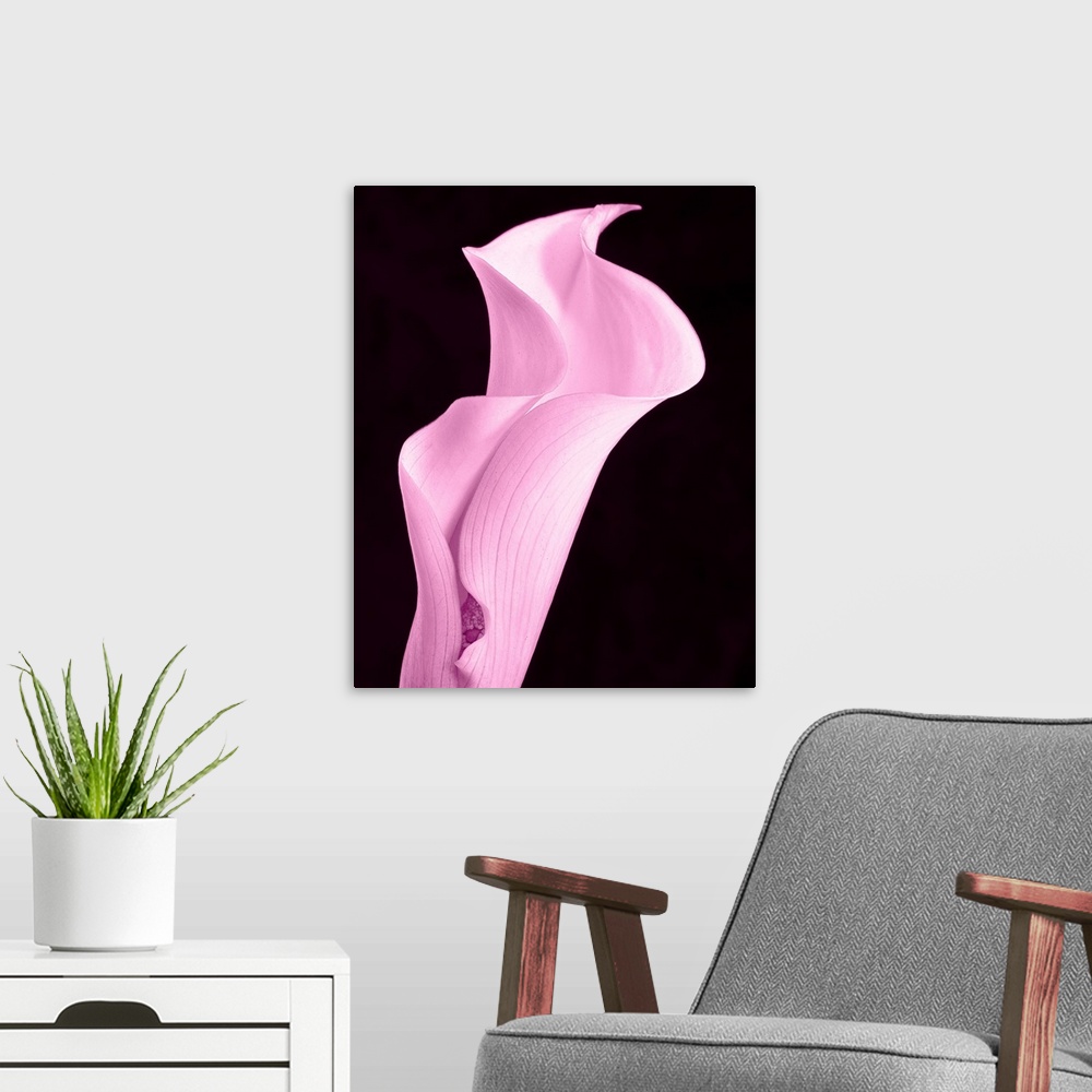 A modern room featuring A contemporary close-up of a curvaceous sinuous Calla Lily flower toned in cool pale pink.
