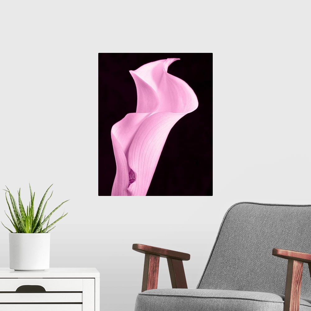 A modern room featuring A contemporary close-up of a curvaceous sinuous Calla Lily flower toned in cool pale pink.
