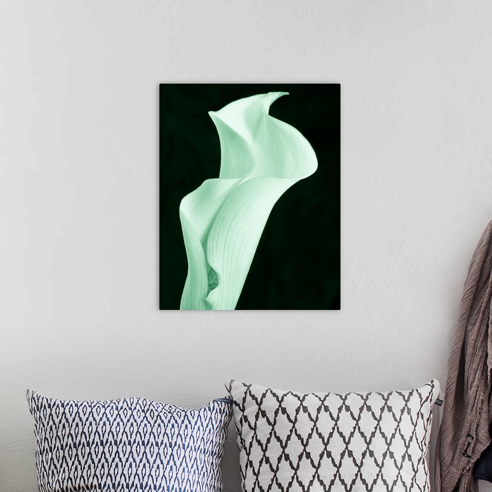 A bohemian room featuring A contemporary close-up of a curvaceous sinuous Calla Lily flower toned in cool mint green.