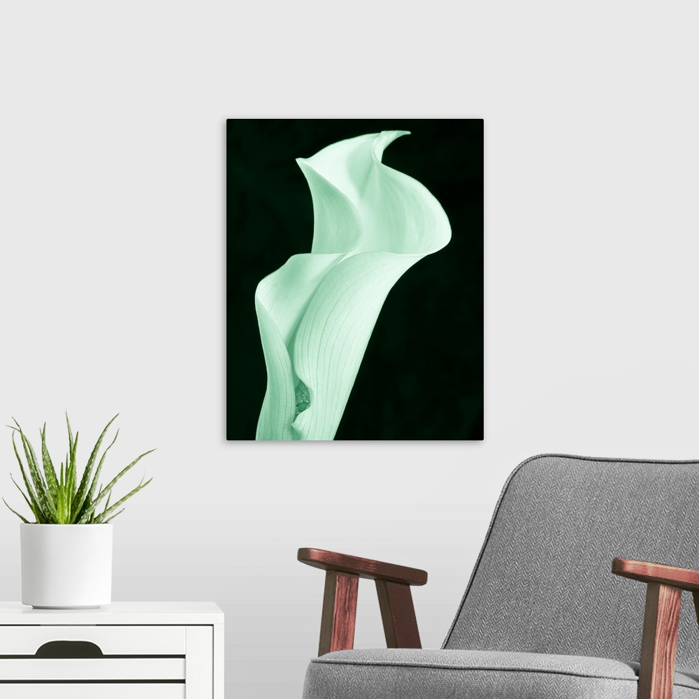 A modern room featuring A contemporary close-up of a curvaceous sinuous Calla Lily flower toned in cool mint green.