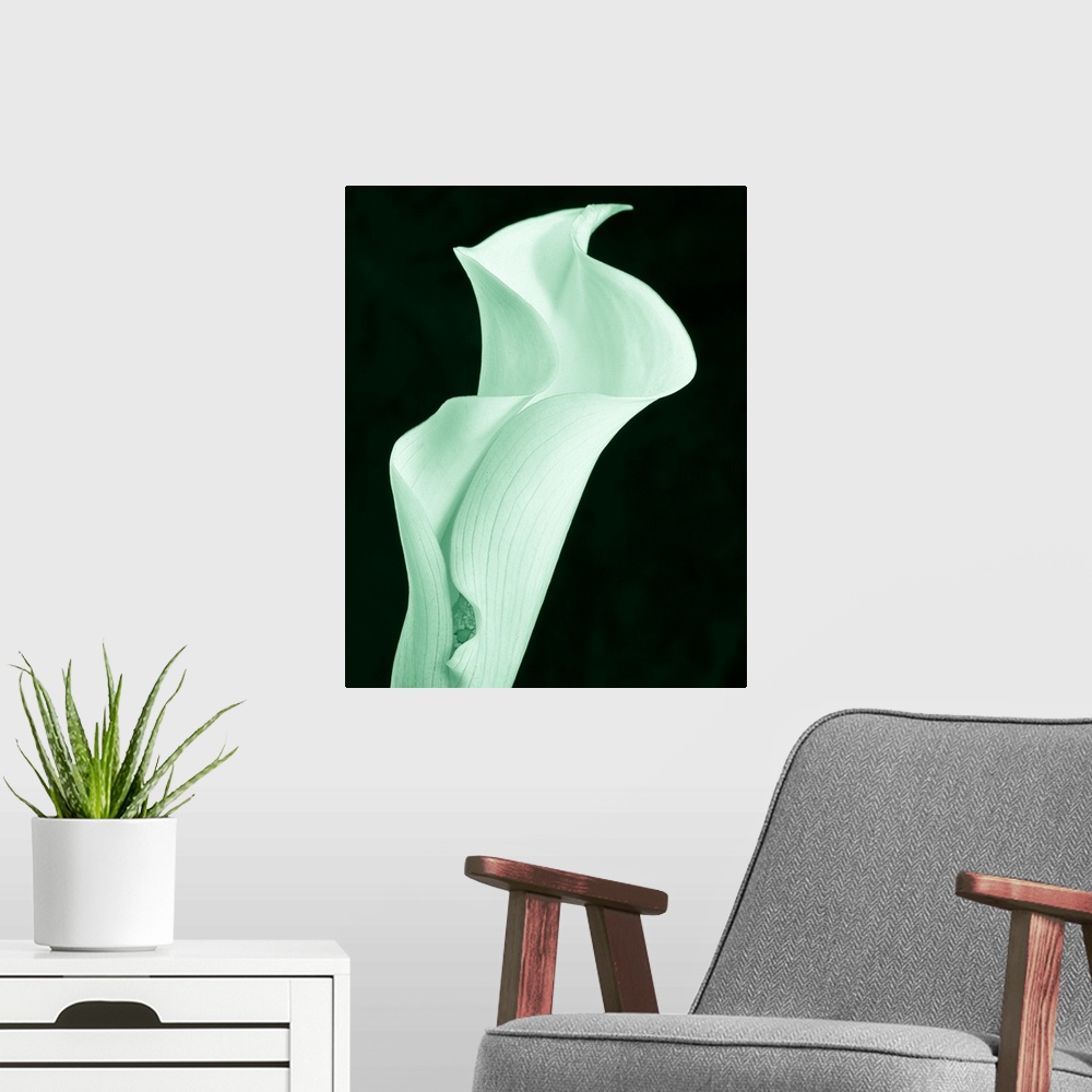 A modern room featuring A contemporary close-up of a curvaceous sinuous Calla Lily flower toned in cool mint green.