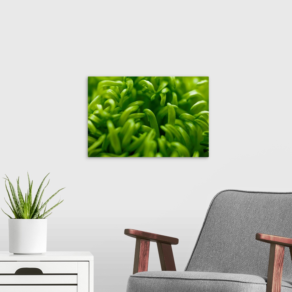 A modern room featuring Giant photograph focuses on an intense close-up of a flower.