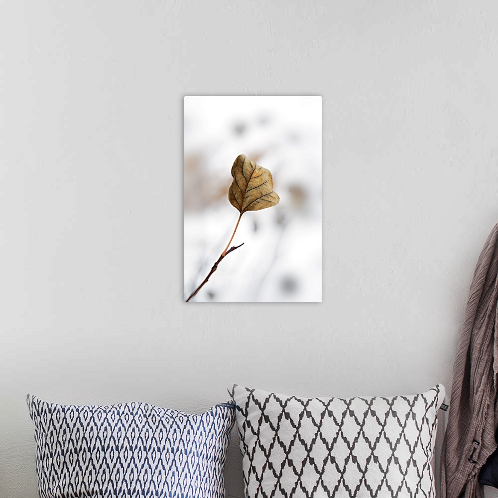 A bohemian room featuring Close-up photograph of a curled lead highlighting the ribs, on a soft white background.