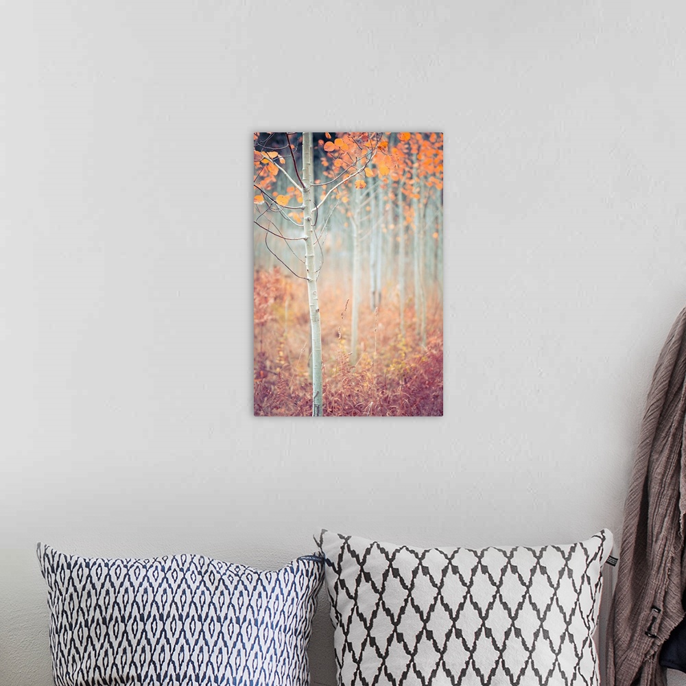 A bohemian room featuring Warm photograph of a skinny tree with orange leaves and a shallow depth of field.