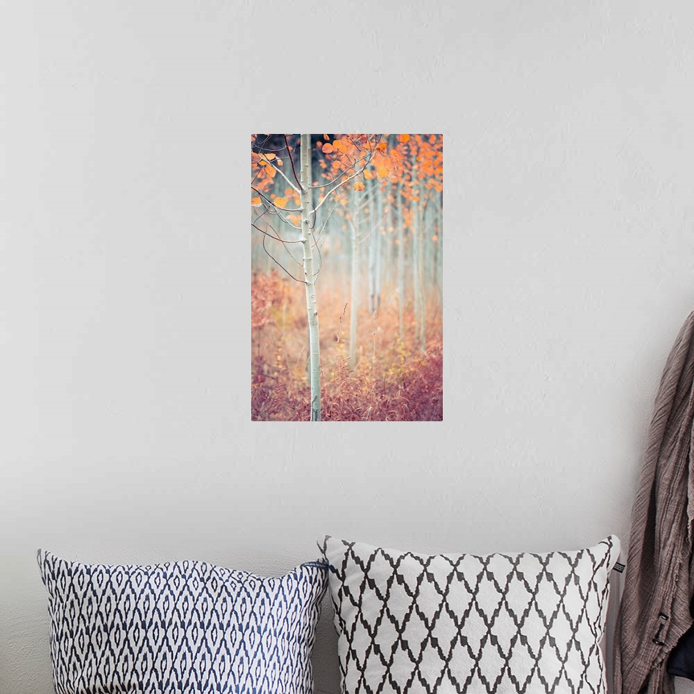 A bohemian room featuring Warm photograph of a skinny tree with orange leaves and a shallow depth of field.