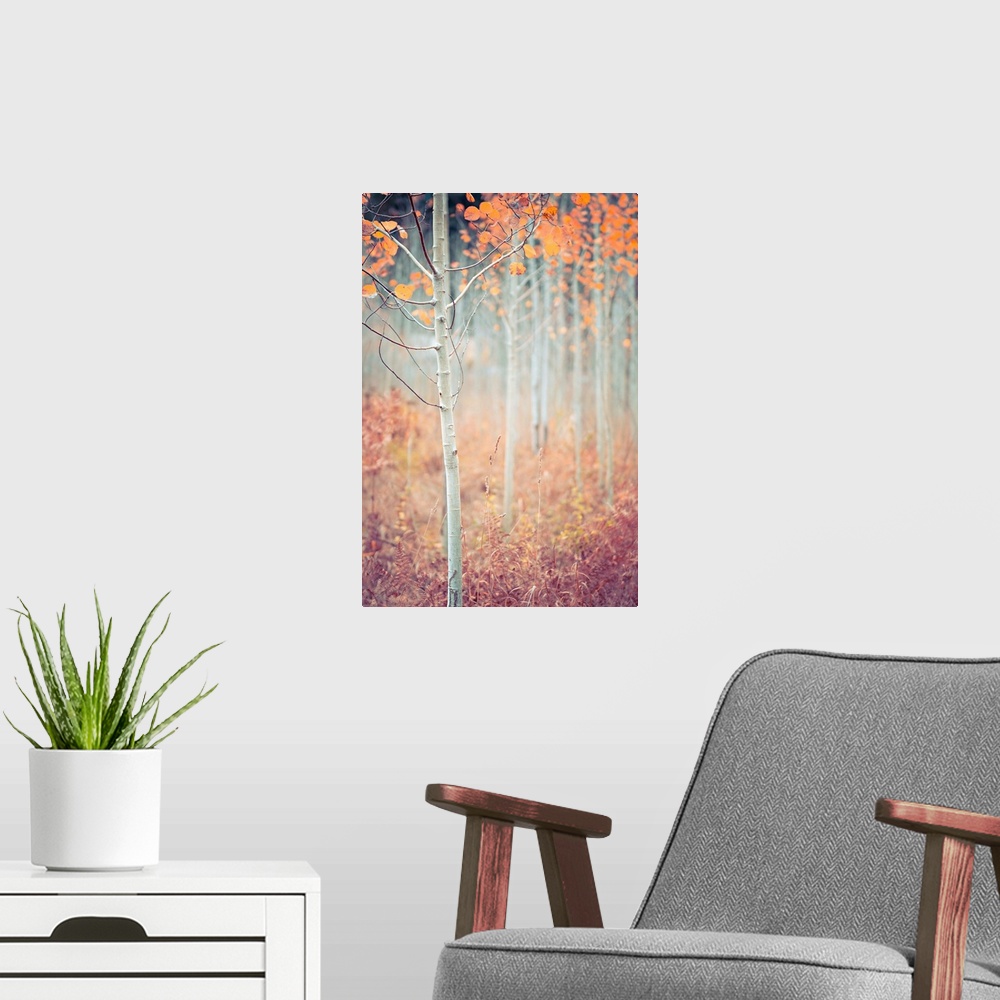 A modern room featuring Warm photograph of a skinny tree with orange leaves and a shallow depth of field.