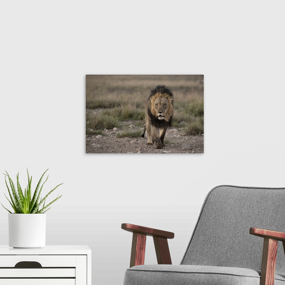 A modern room featuring Portrait of an old, dark maned lion.