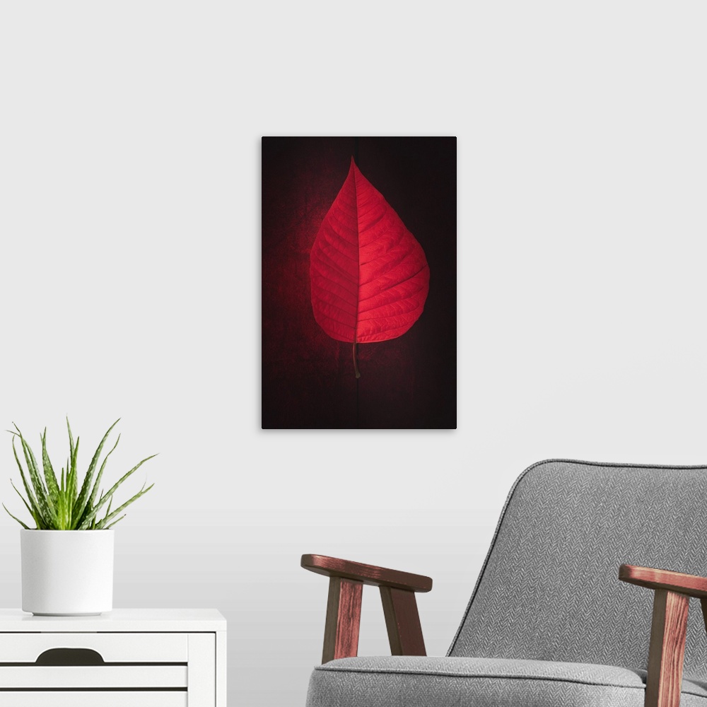 A modern room featuring Photograph of a bright red leaf on a dark red ground with a dotted black line lining up perfectly...