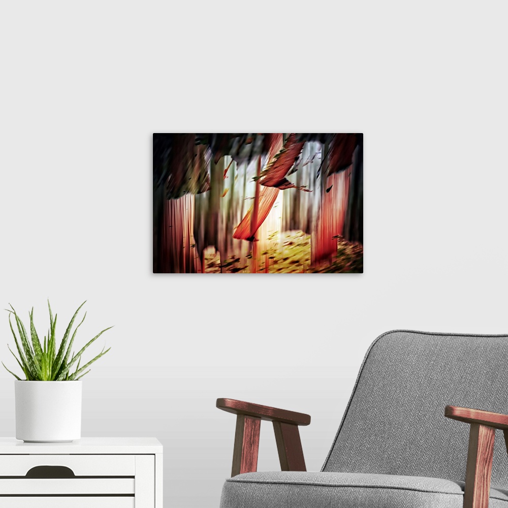 A modern room featuring Abstract image of a group of cedars in the woods, in Winter. Cedars trunks often show very red co...