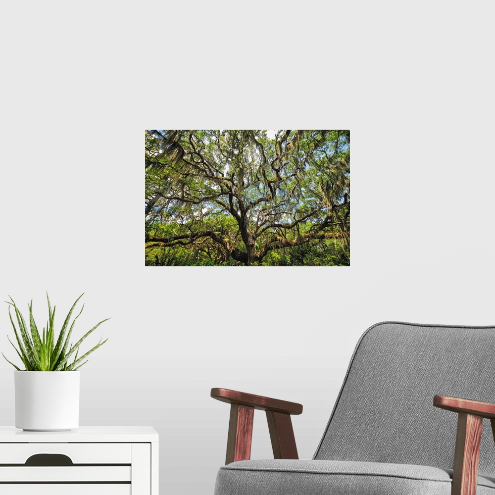 A modern room featuring Live Oak Tree Canopy with Spanish Moss, Charleston, Sout Carolina.