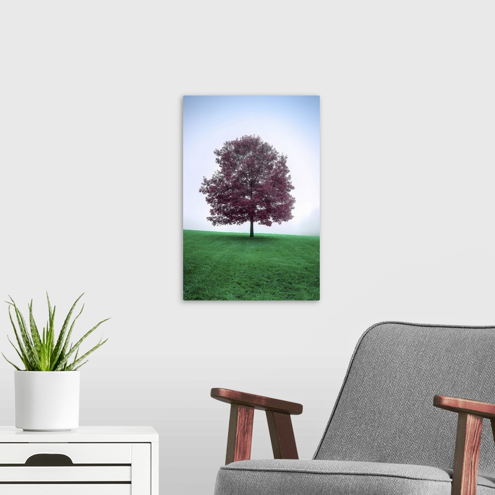 A modern room featuring A surreal image of a lone tree with dark rich magenta leaves breaking the smoothly gradated soft ...