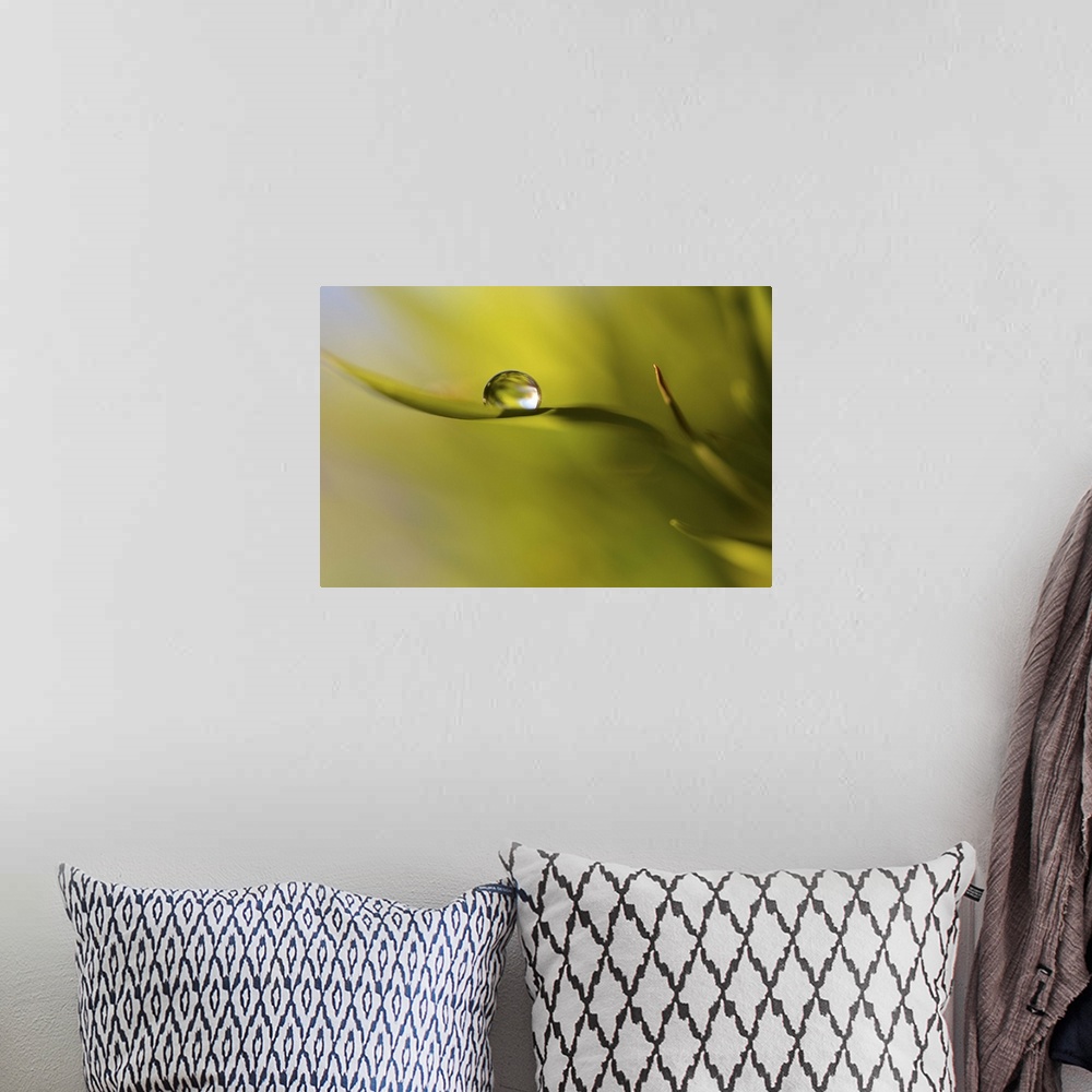 A bohemian room featuring A macro photograph of a water droplet on the end a leaf.