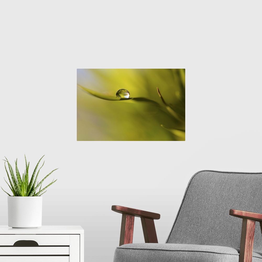 A modern room featuring A macro photograph of a water droplet on the end a leaf.