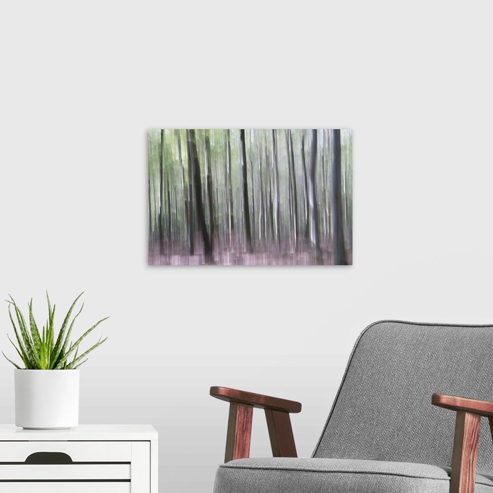 A modern room featuring Artistically blurred photo. Old forest Dover Plantage in North Jutland, Denmark, on a sunny day. ...