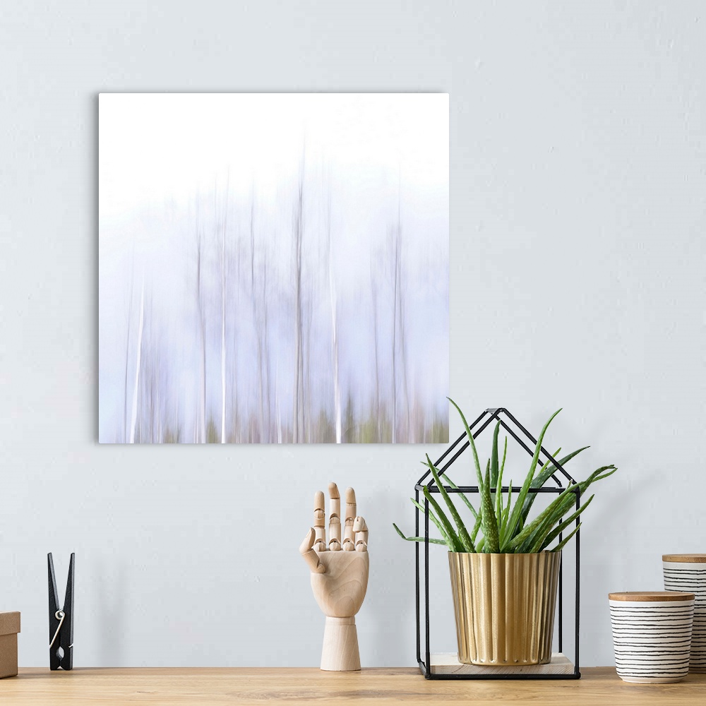 A bohemian room featuring Artistically blurred photo. The treetops of young birch trees in a forest in south east Sweden on...